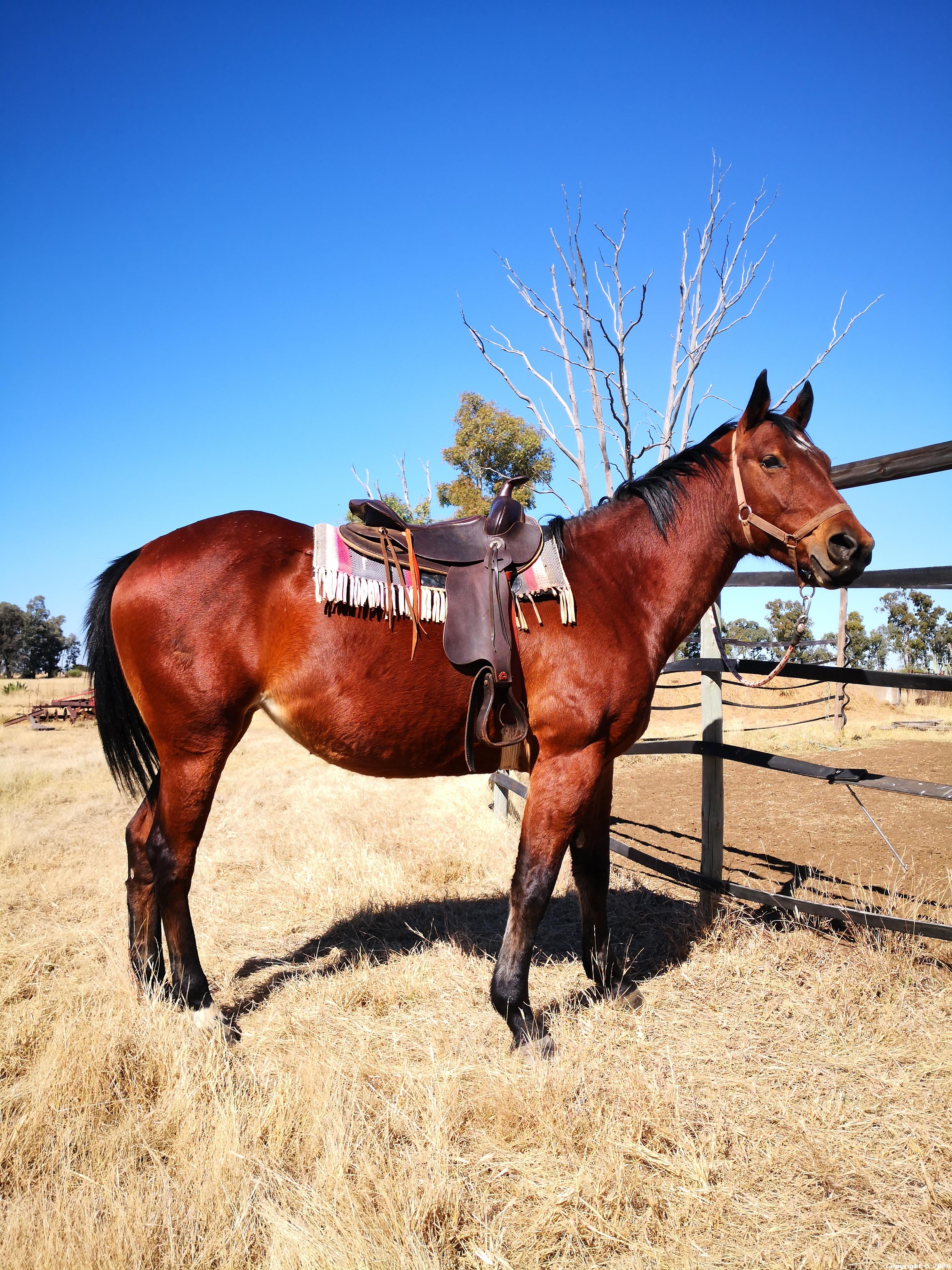 Rivers Remuda Genesis